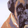 Naz Boxer Dog